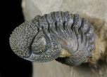 Hollardops & Barrandeops Trilobite Association - Top Quality #56252-3